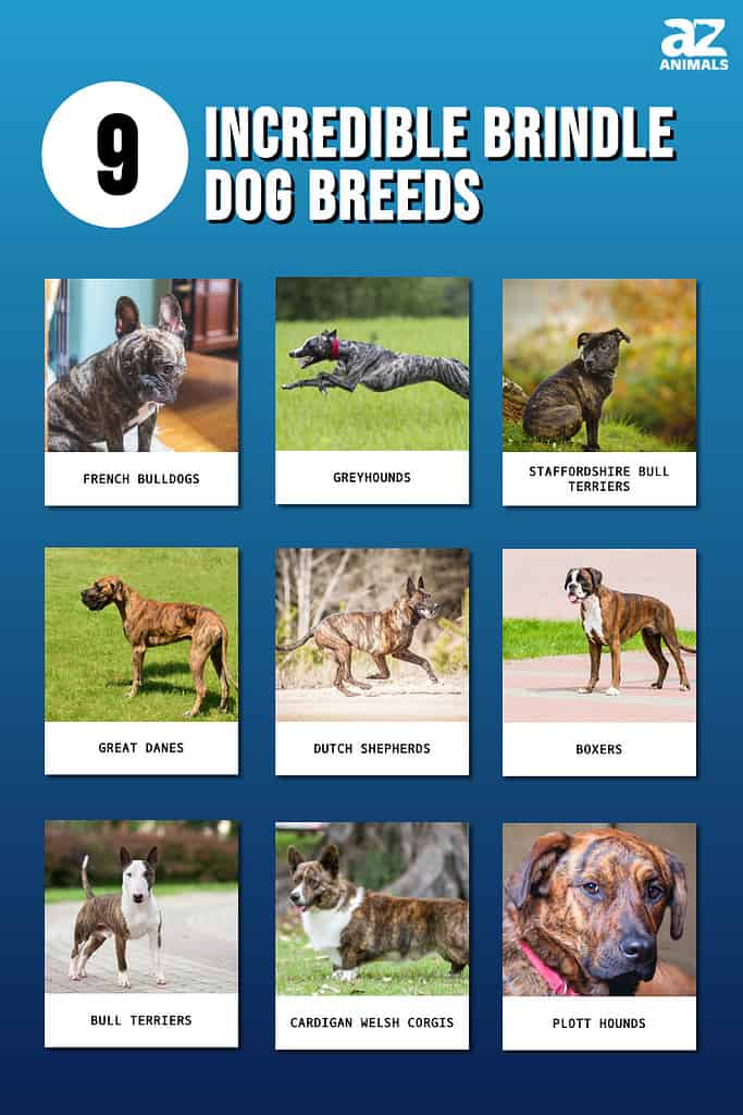 Cane Corso Dog Breed Information and Pictures - PetGuide