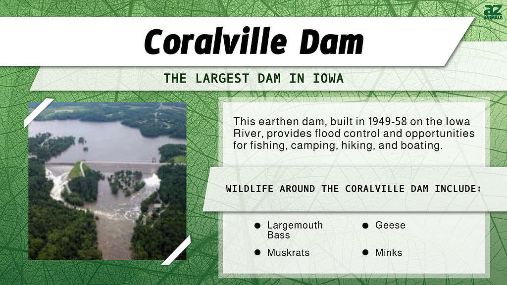 "Largest Dam" infographic for Coralville Dam in Iowa.