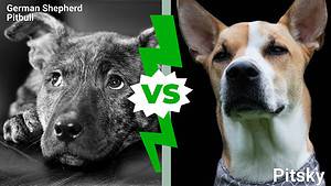 German Shepherd Pitbull vs. Pitsky: 8 Key Differences photo