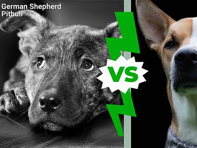 A German Shepherd Pitbull vs. Pitsky: 8 Key Differences