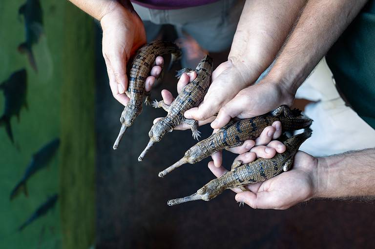 Four gharial hatchlings