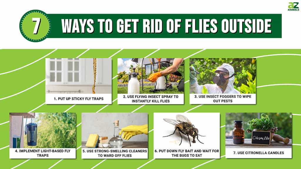 How to Get Rid of Flies on Your Outdoor Patio