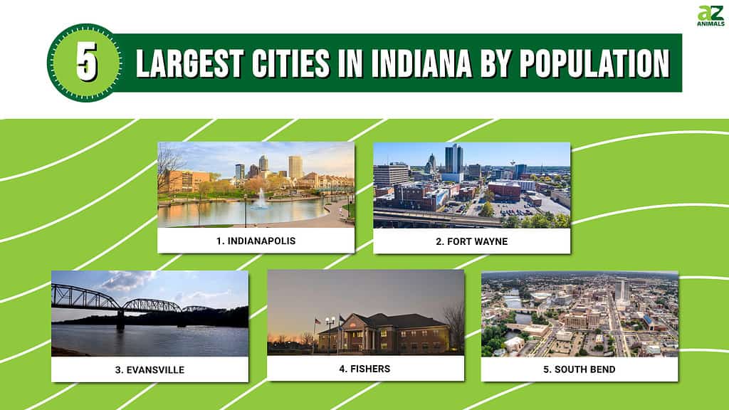 Infographic of 5 Largest Cities in Indiana by Population