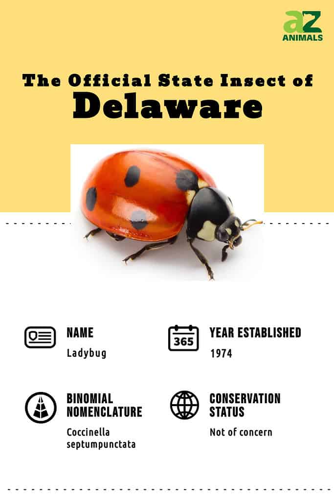 State animal infographic for the state insect of Delaware, the ladybug.