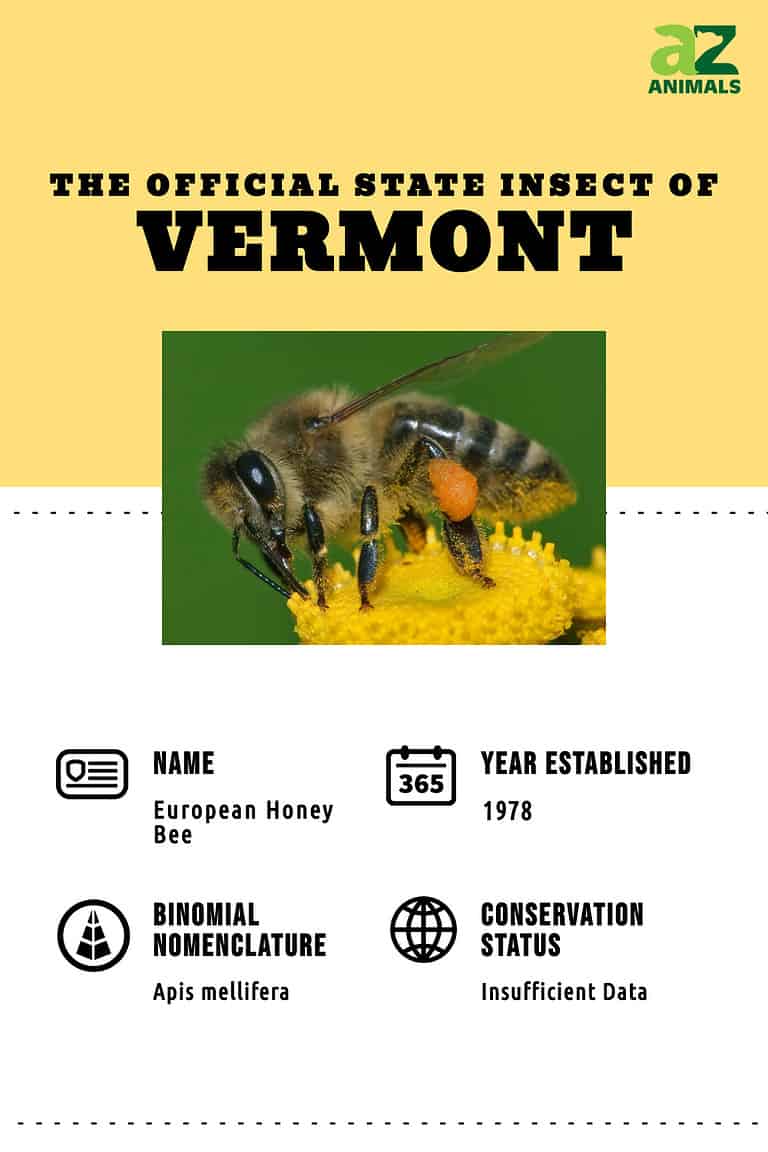 discover-the-official-vermont-state-insect-a-z-animals