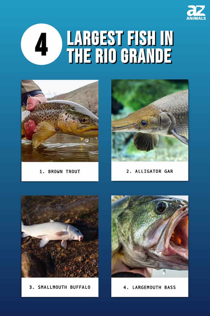 Infographic of the Largest Fish in the Rio Grande