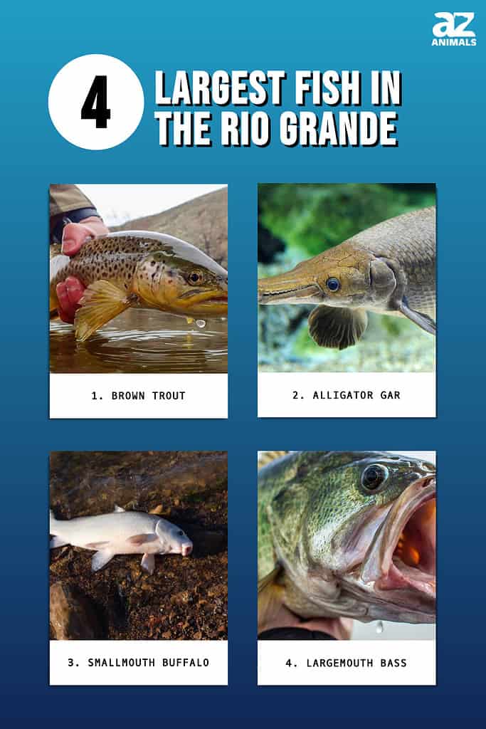 River Monsters: Discover the Largest Fish in the Rio Grande River - A-Z ...