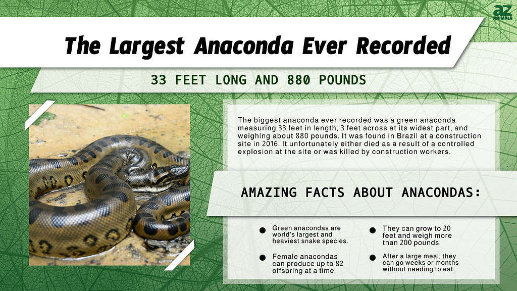 Infographic of the Largest Anaconda Ever Recorded
