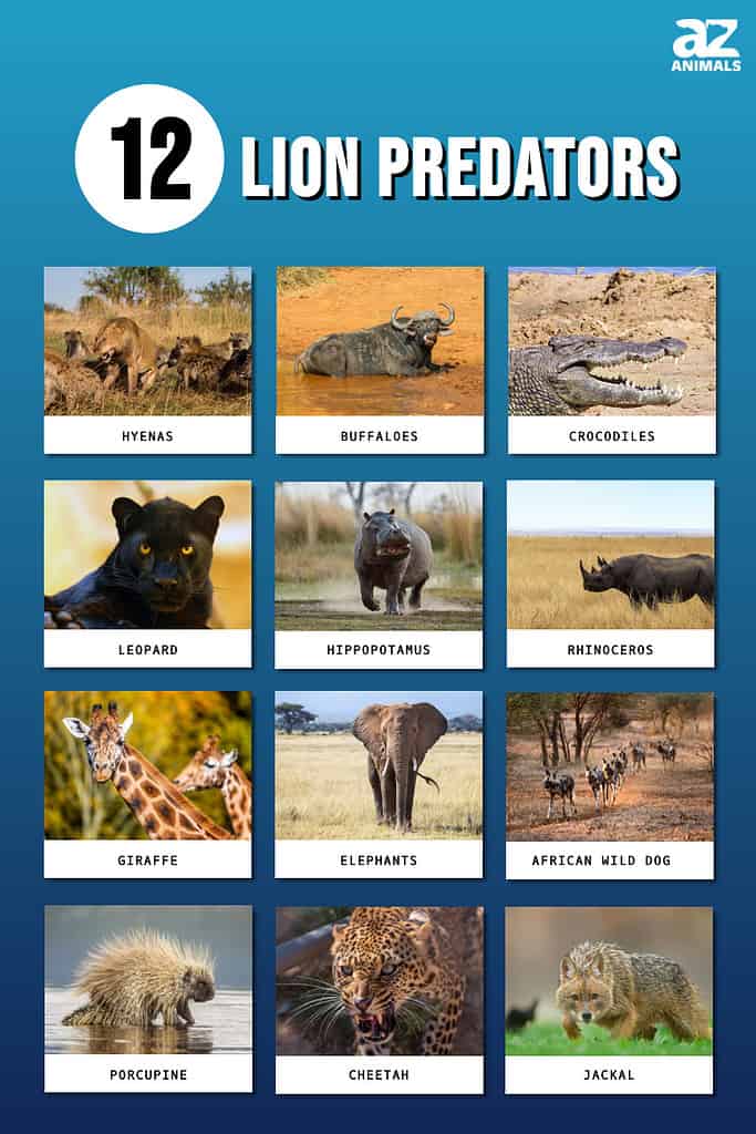 animal predators