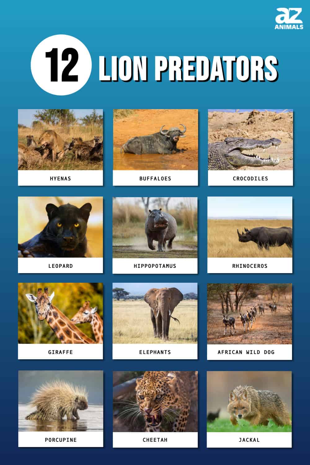 12 Animals Bold and Brave Enough to Take on a Lion - A-Z Animals