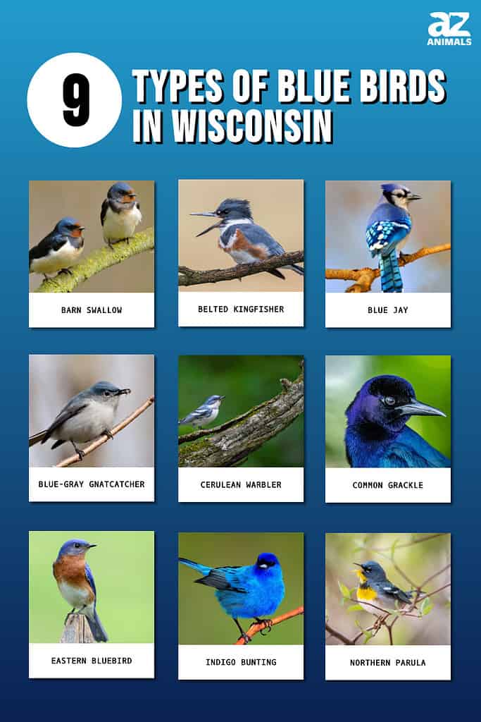 9 Types Of Blue Birds In Wisconsin - AZ Animals