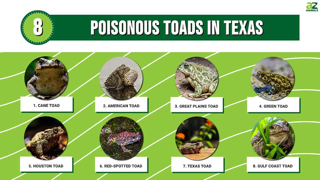 Infographic of 8 Poisonous Toads in Texas