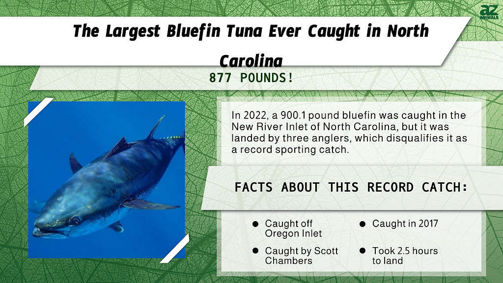 "Largest" infographic for the largest bluefin tuna ever caught in NC.