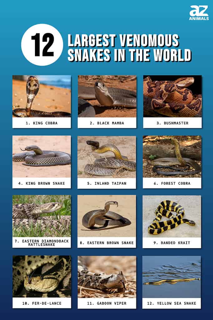 Infographic of the 12 Largest Venomous Snakes in the World