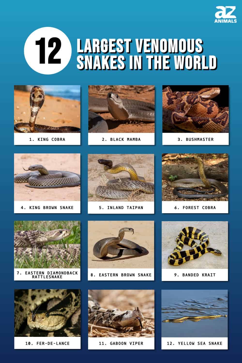 The 12 Largest Venomous Snakes in the World - A-Z Animals