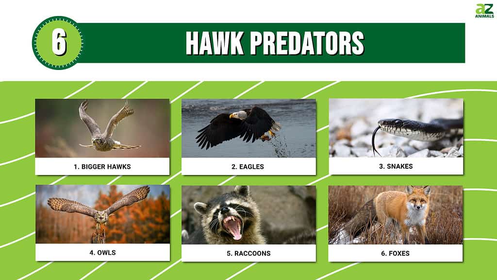 Infographic of 6 Hawk Predators