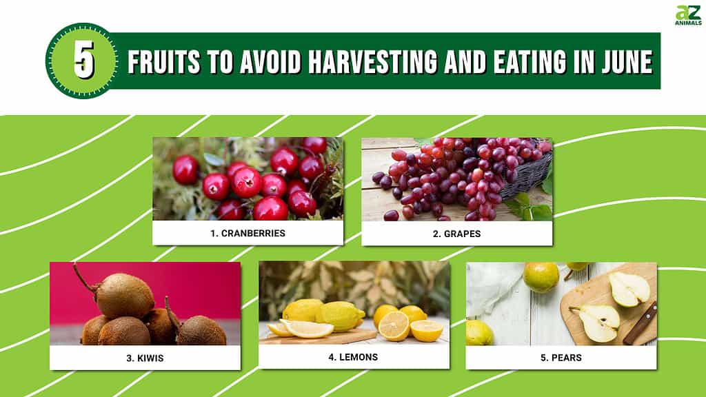 Infographic of 5 Fruits to Avoid Harvesting and Eating in June