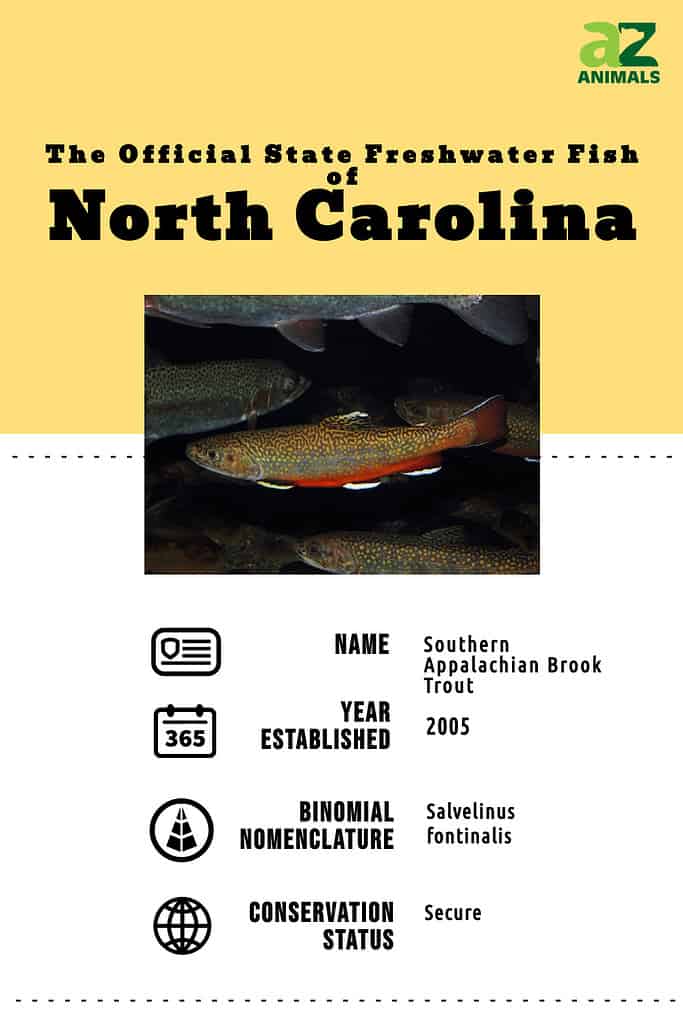 State animal infographic for the state freshwater fish, the Southern Appalachian Brook Troiut.