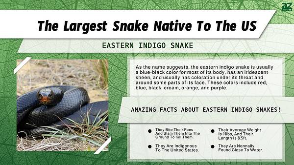 Largest Snake in the US Discovered (Up to 500+ Pounds!) - A-Z Animals