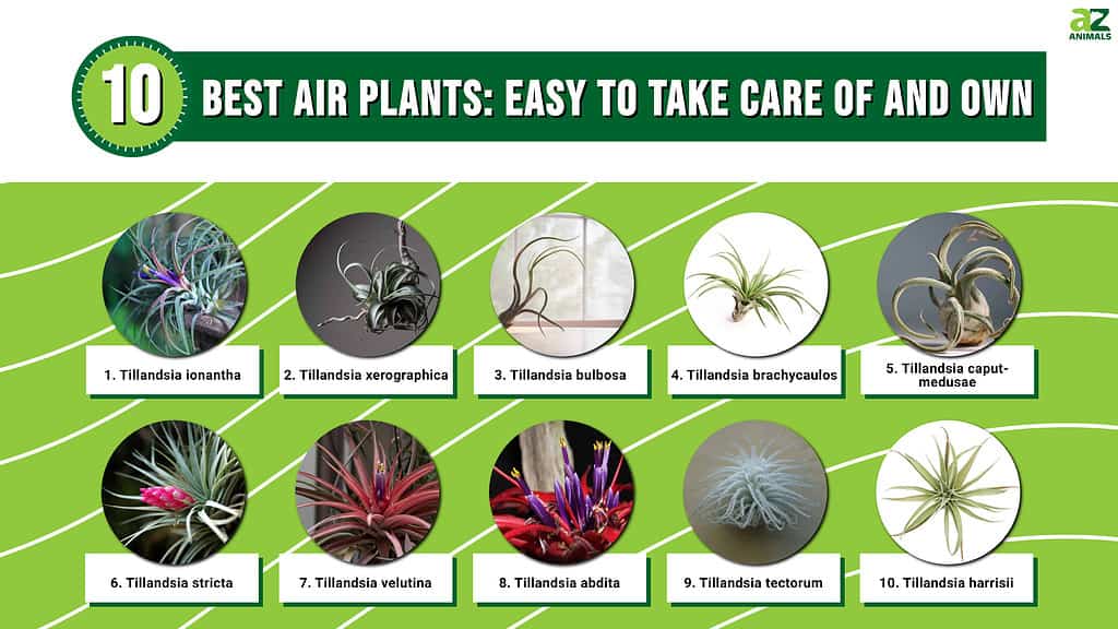 10 Best Air Plants: Easy to Take Care of and Own