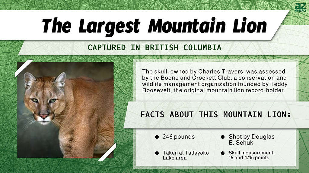 "Largest" infographic for the largest mountain lion ever recorded. 
