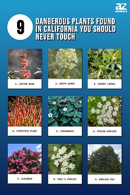 9 Dangerous Plants Found in California You Should Never Touch - A-Z Animals