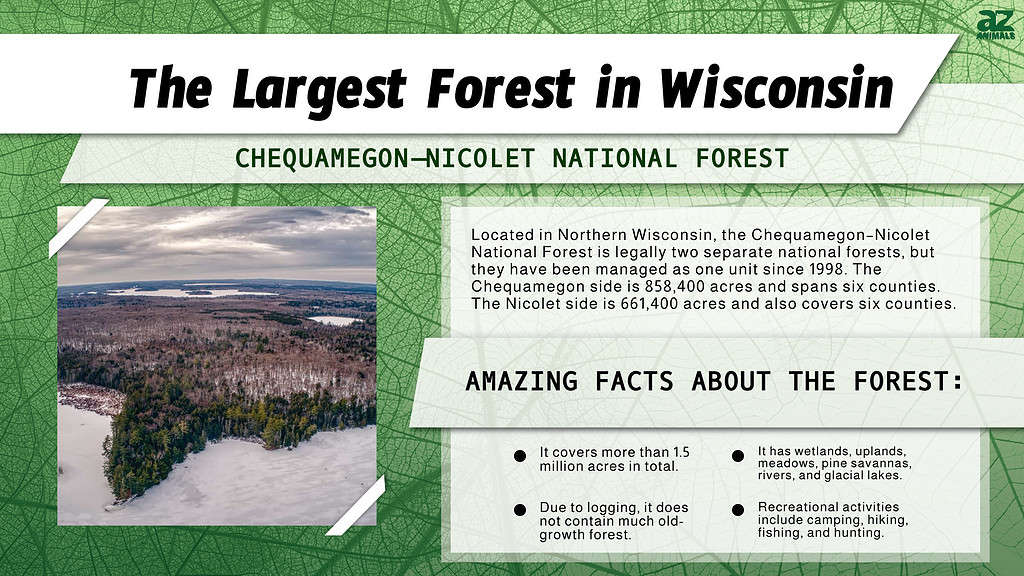 Infographic of the Largest Forest in Wisconsin