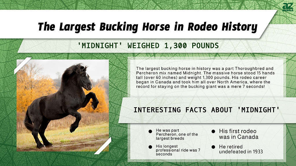 The Largest Bucking Horse in History