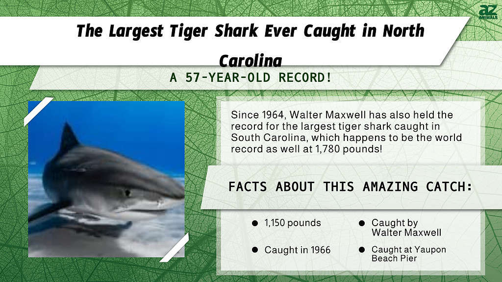 "Largest" infographic for the largest tiger shark ever caught in NC.