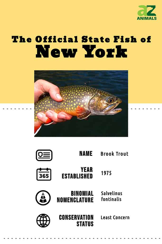 State animal infographic for the state fish of New York, the brook trout.