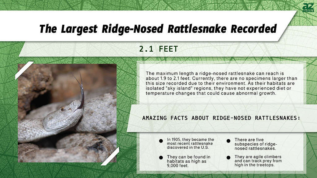 Infographic of the Largest Ridge-Nosed Rattlesnake Recorded 