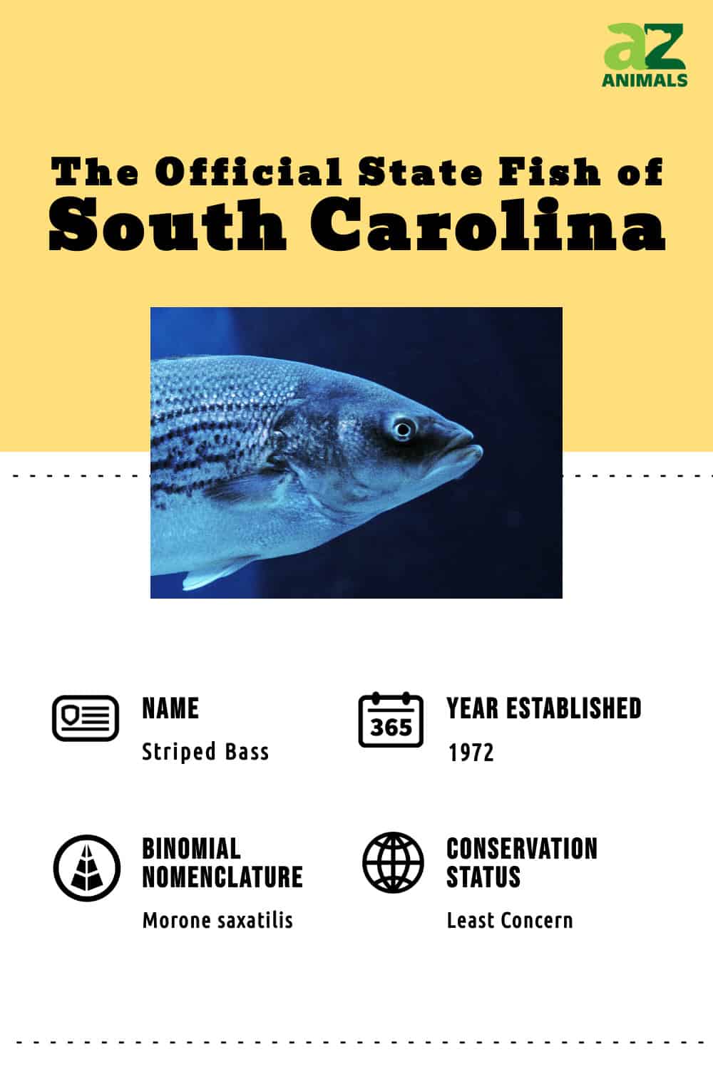 Discover The Official State Fish Of South Carolina (And Where You Can ...