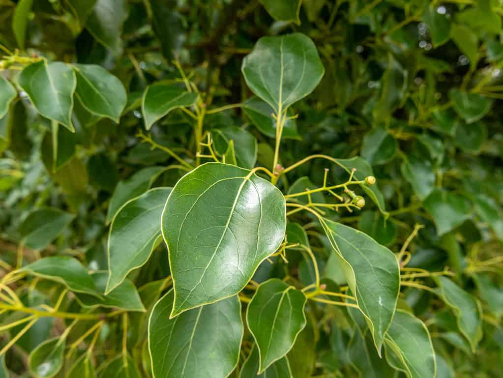 Close-up of the foliage and fruit of the camphor laurel tree.