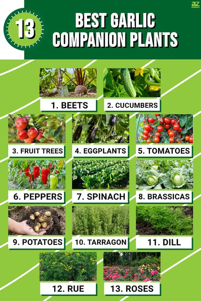 Infographic of 13 Best Garlic Companion Plants