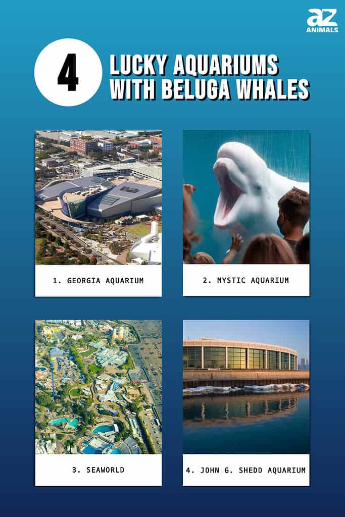 4 Lucky Aquariums With Beluga Whales