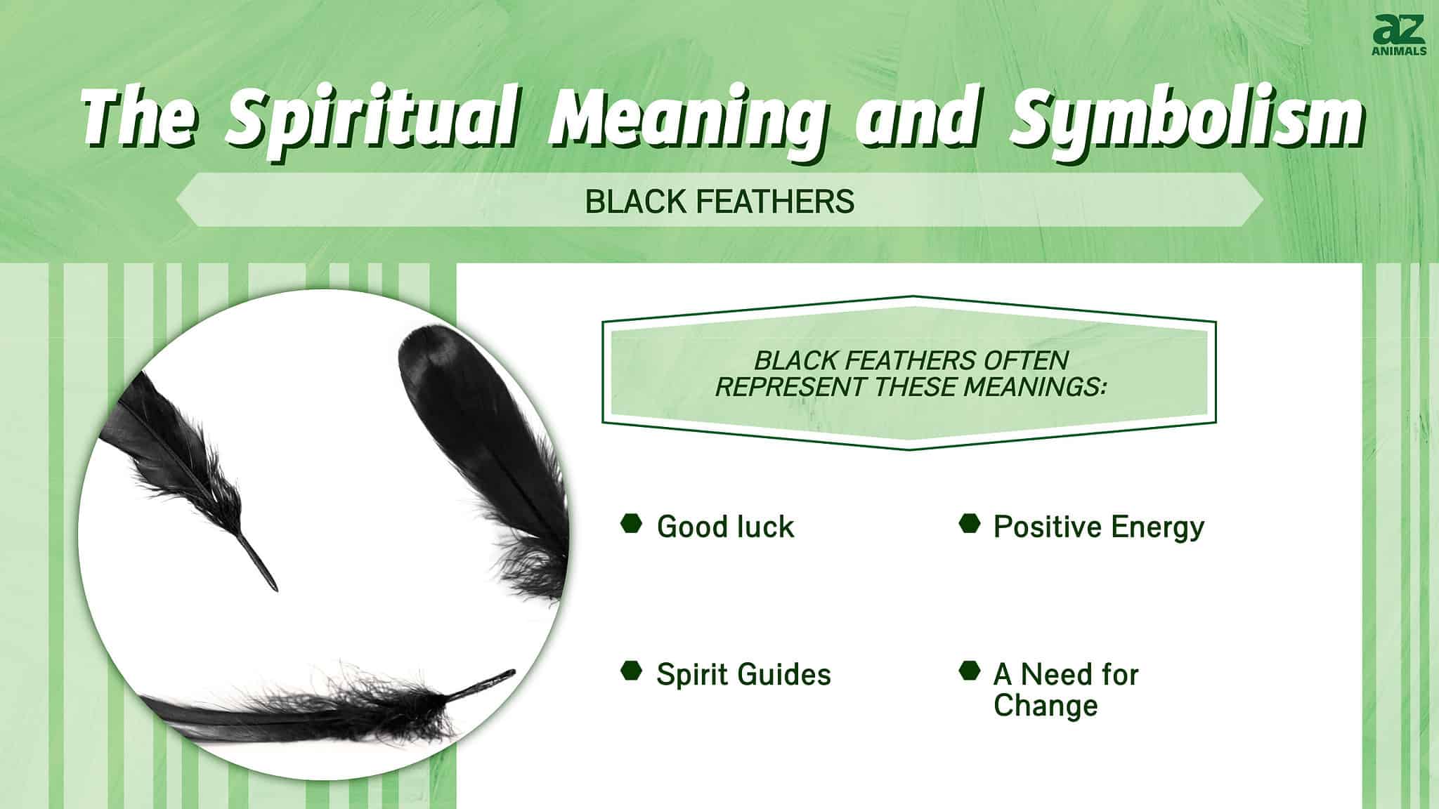 The Spiritual Meaning and Symbolism of Black Feathers - A-Z Animals