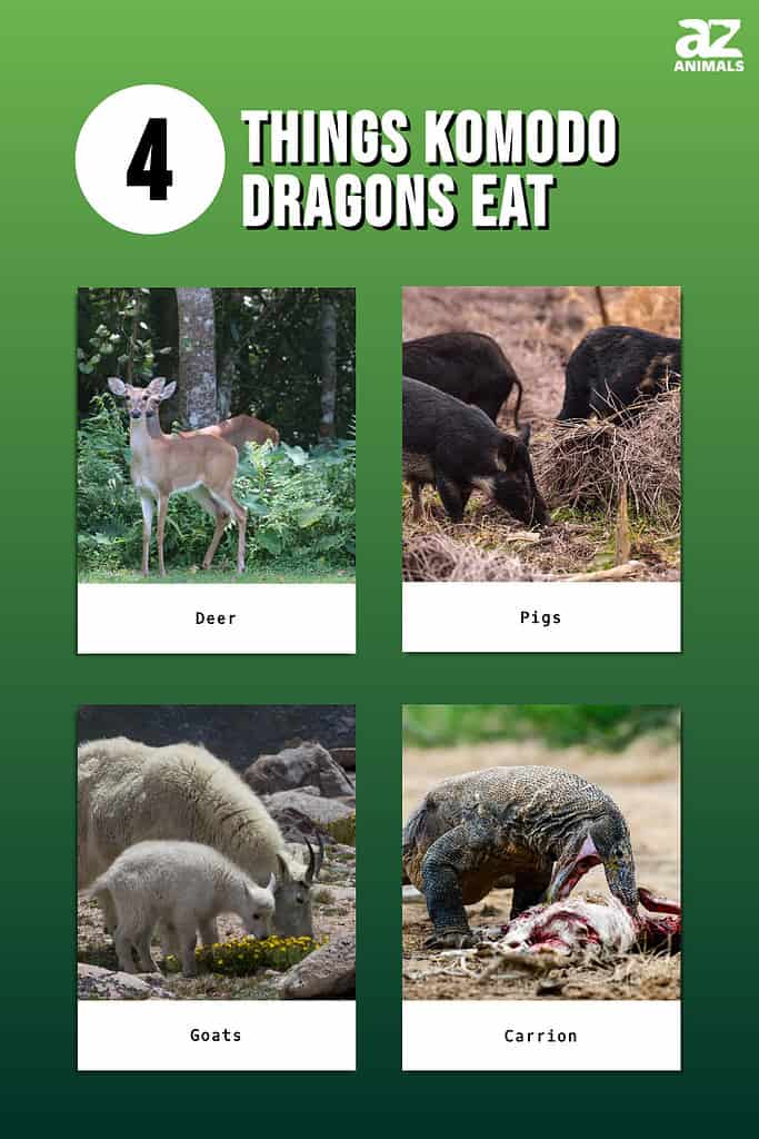 komodo dragon food chain