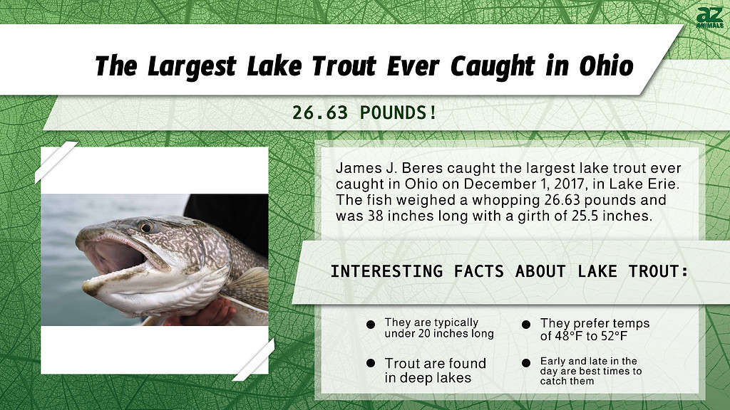 The Largest Lake Trout Ever Caught in Ohio was a Cool Water Goliath - A ...