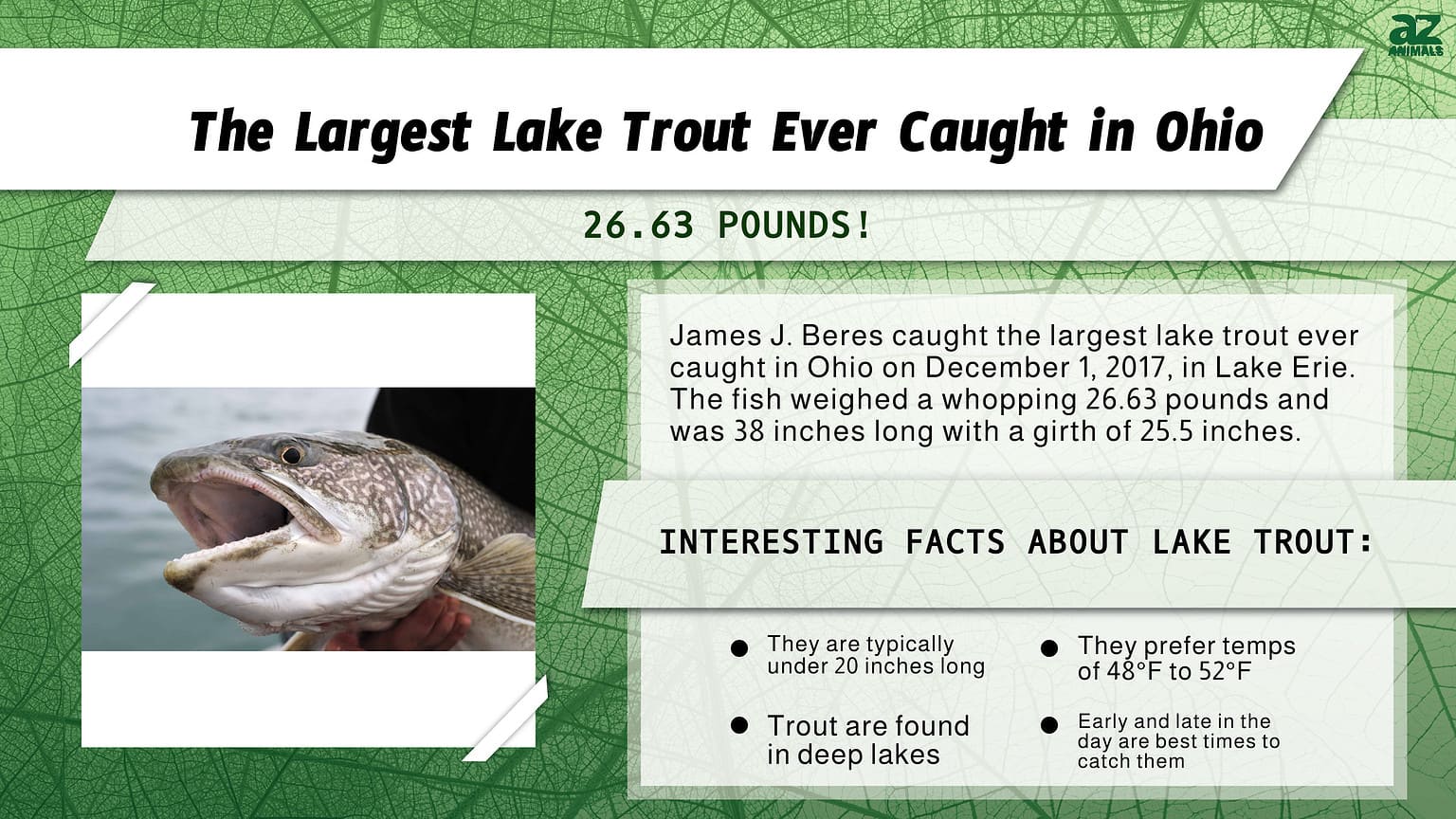 The Largest Lake Trout Ever Caught In Ohio Was A Cool Water Goliath - A ...