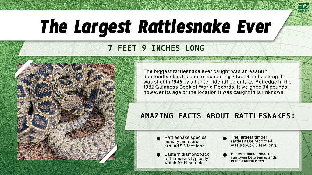 Infographic of the Largest Rattlesnake Ever