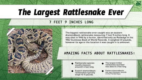 Discover the Largest Rattlesnake Ever! - A-Z Animals