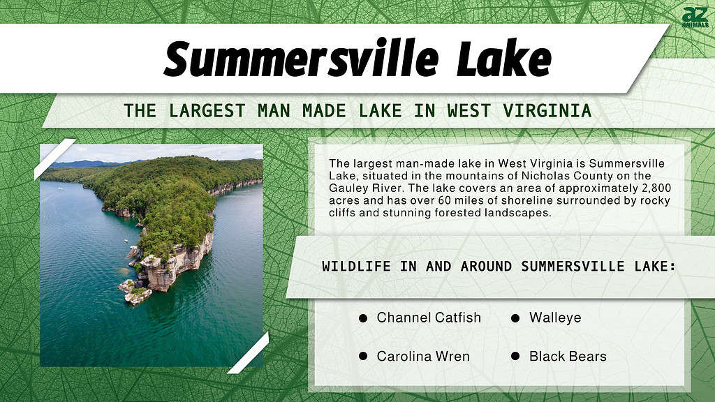 The Largest Man-Made Lake in West Virginia is Summersville Lake