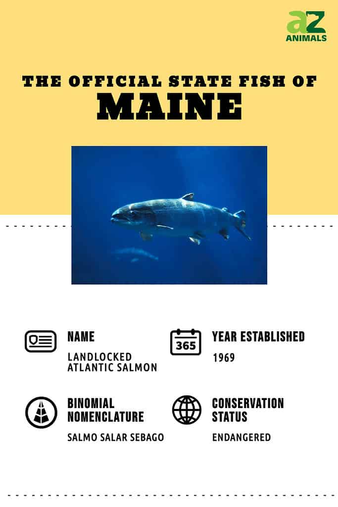 Infographic of the Official State Fish of Maine