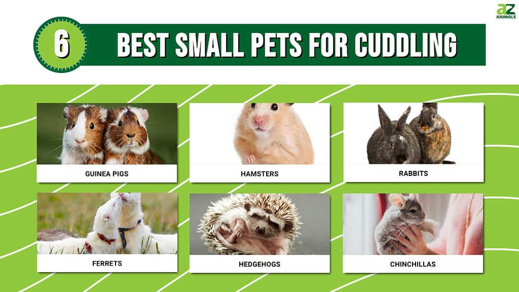 Infographic for Best Small Pets for Cuddling