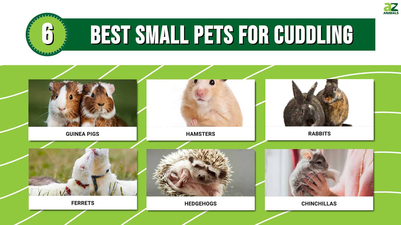 Best Small Pets for Cuddling - A-Z Animals