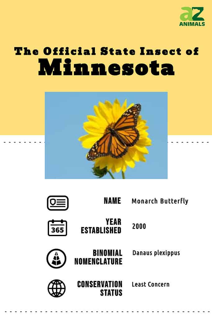 State animal infographic for the Minnesota state insect, the Monarch butterfly.