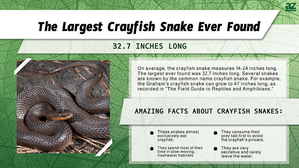 Infographic of the Largest Crayfish Snake Ever Found