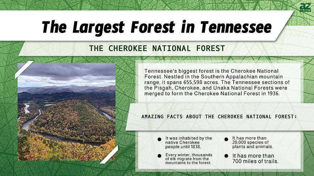 Infographic of the Largest Forest in Tennessee