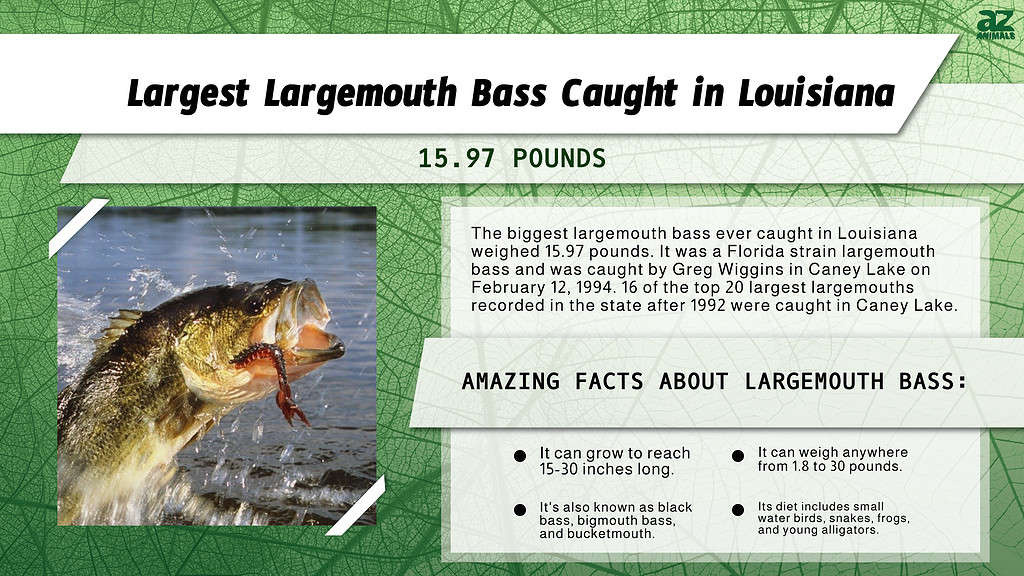 Infographic of the Largest Largemouth Bass Caught in Louisiana 