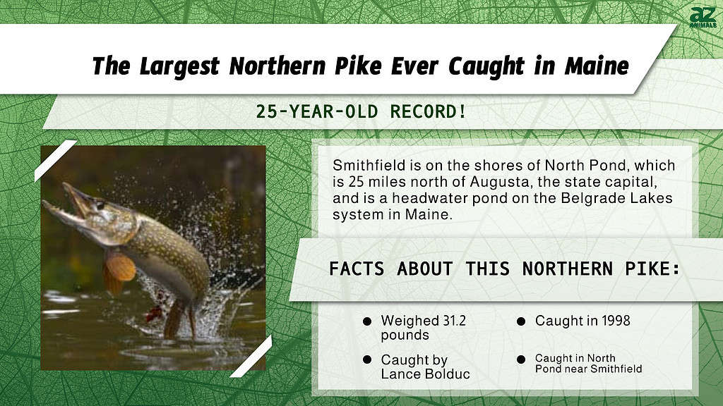 "Largest" Infographic for the Largest Northern Pike Ever Caught in Maine.